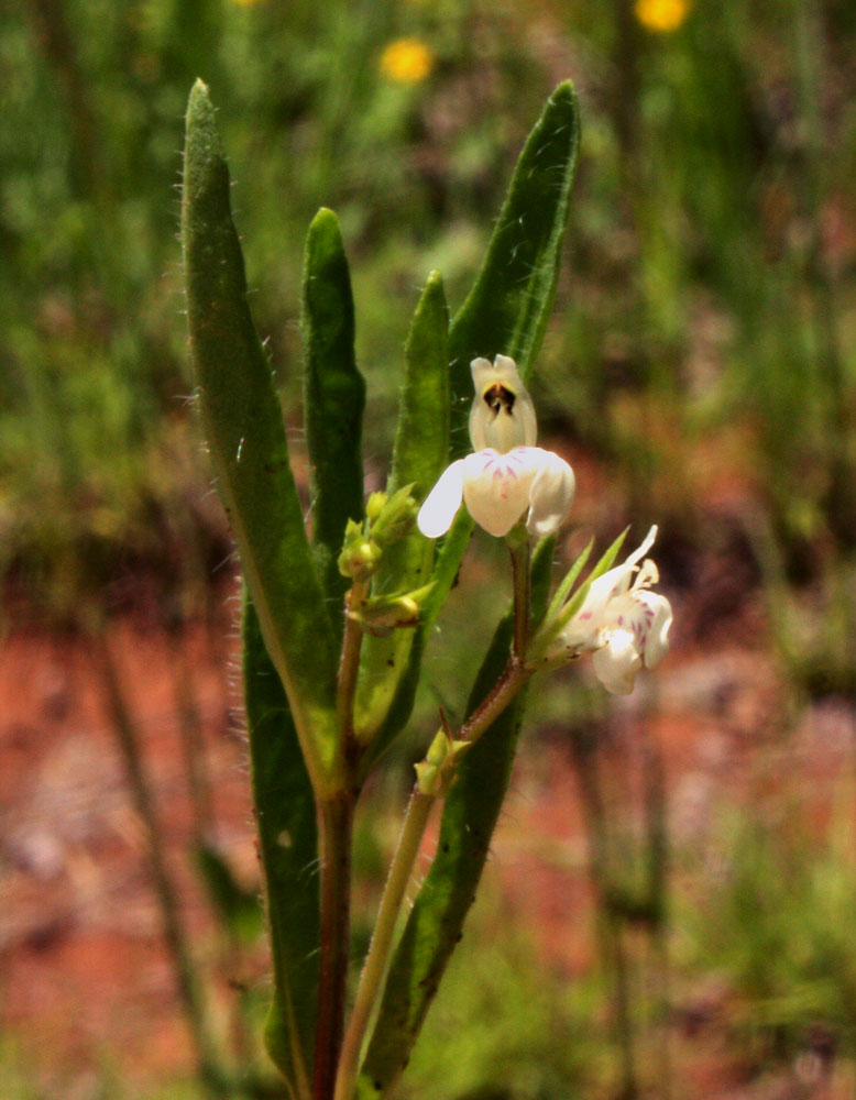 Justicia anagalloides