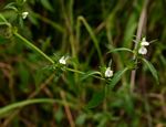 Justicia striata