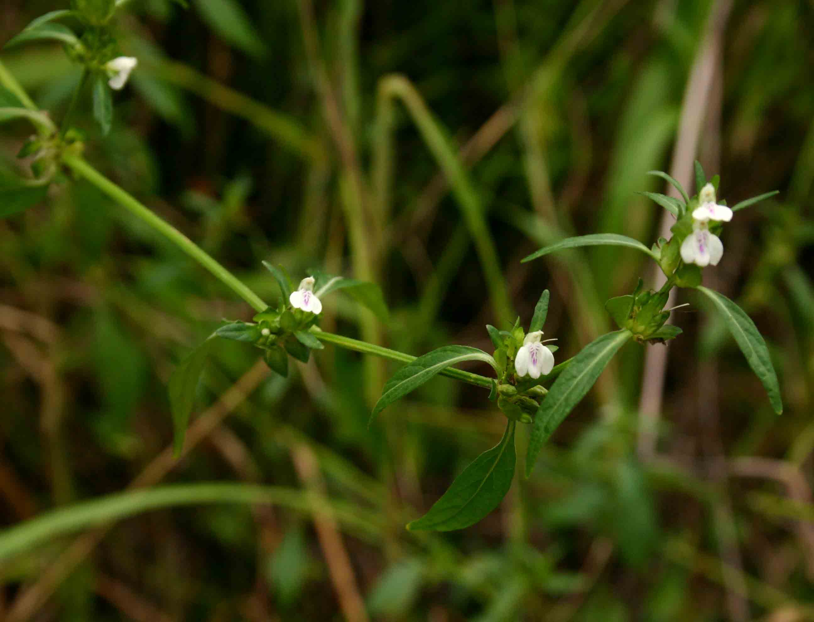 Justicia striata