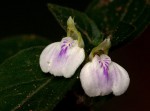 Justicia striata