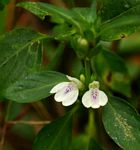 Justicia striata