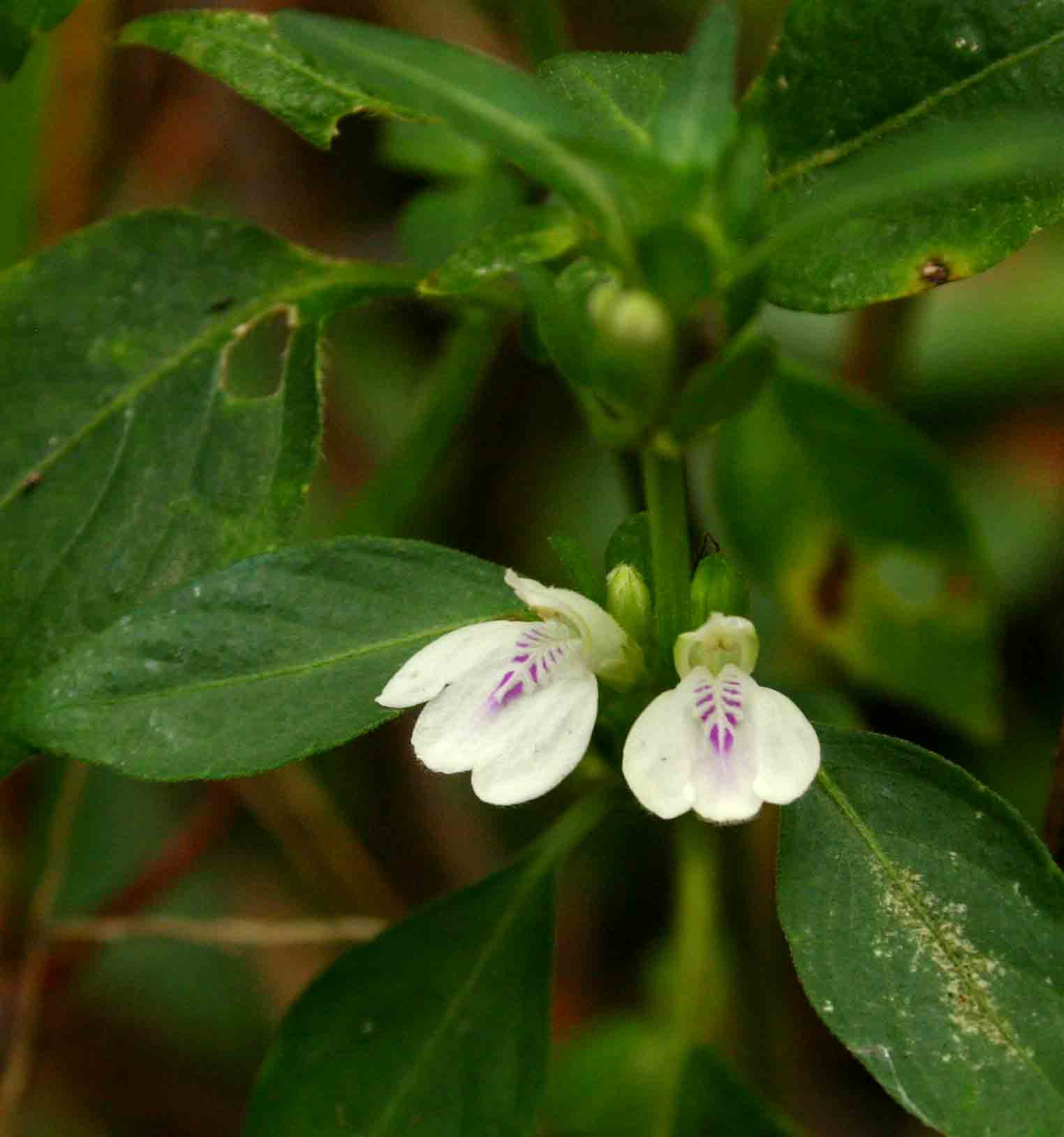 Justicia striata