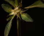 Justicia striata