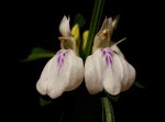 Justicia striata