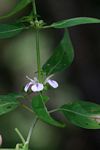 Justicia striata
