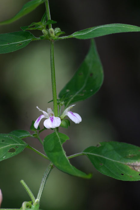 Justicia striata