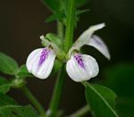 Justicia striata