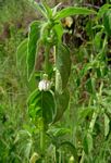 Justicia striata