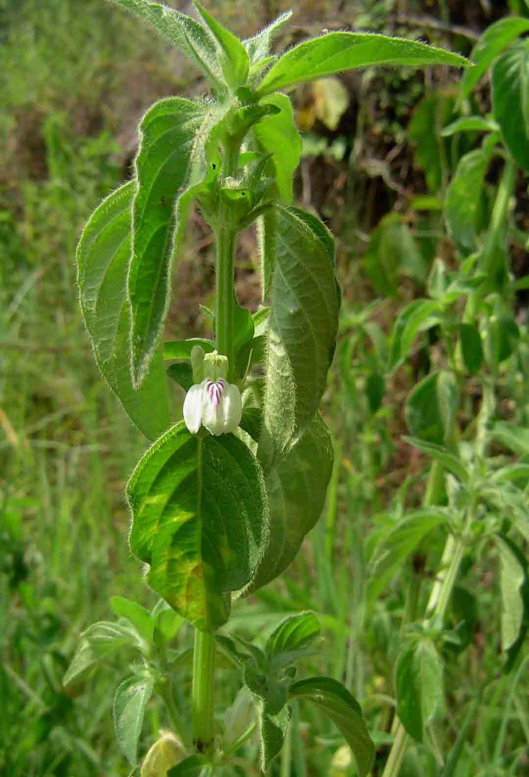 Justicia striata