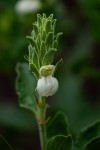 Pogonospermum subsessile