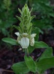 Pogonospermum subsessile