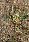 Plantago lanceolata