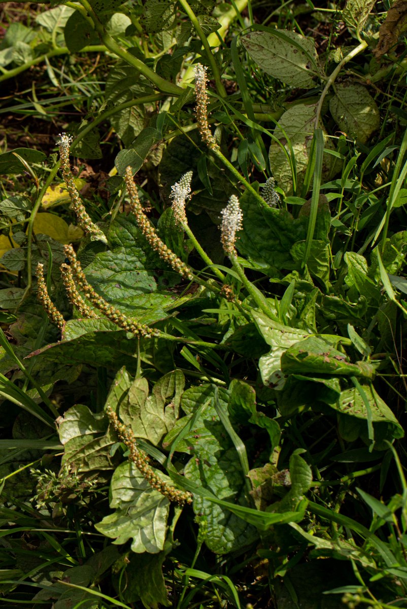 Plantago palmata