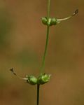 Kohautia subverticillata subsp. subverticillata