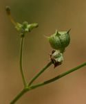 Kohautia subverticillata subsp. subverticillata