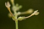 Kohautia subverticillata subsp. subverticillata