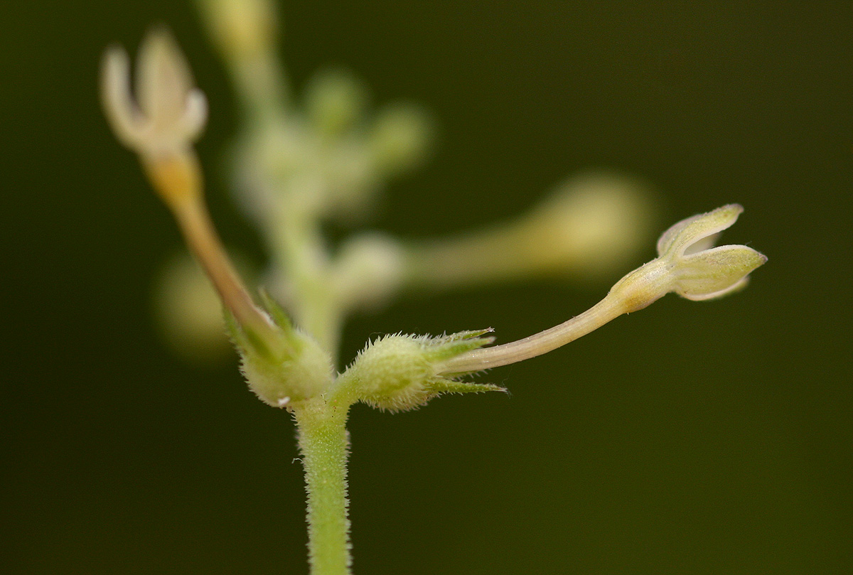 Kohautia subverticillata subsp. subverticillata