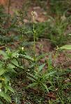 Kohautia subverticillata subsp. subverticillata
