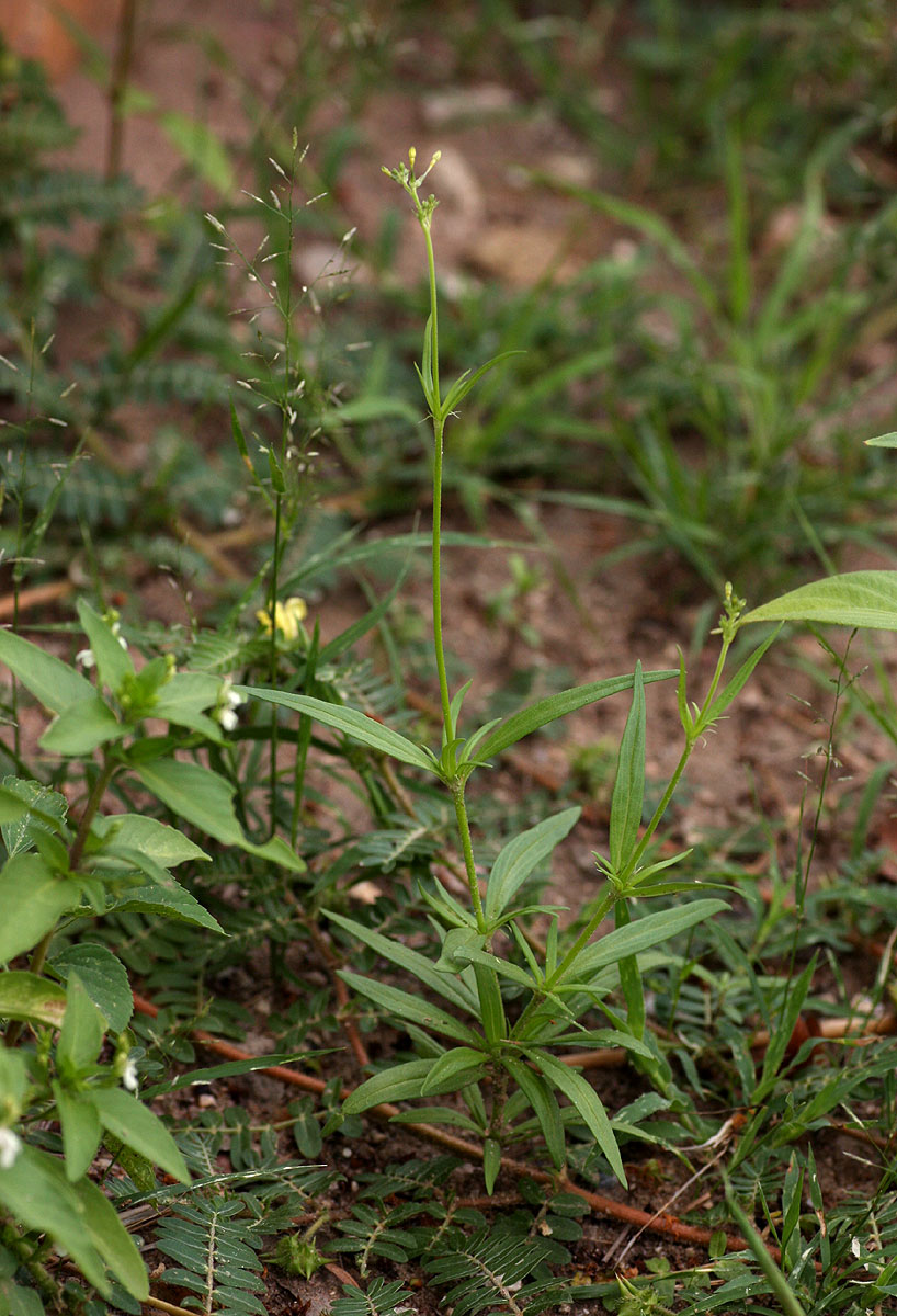 Kohautia subverticillata subsp. subverticillata