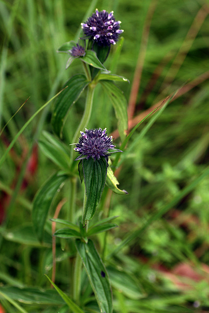 Agathisanthemum globosum
