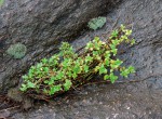 Oldenlandia goreensis var. goreensis