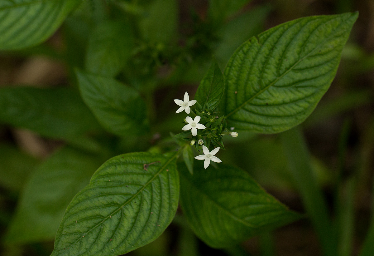 Pentas micrantha subsp. wyliei