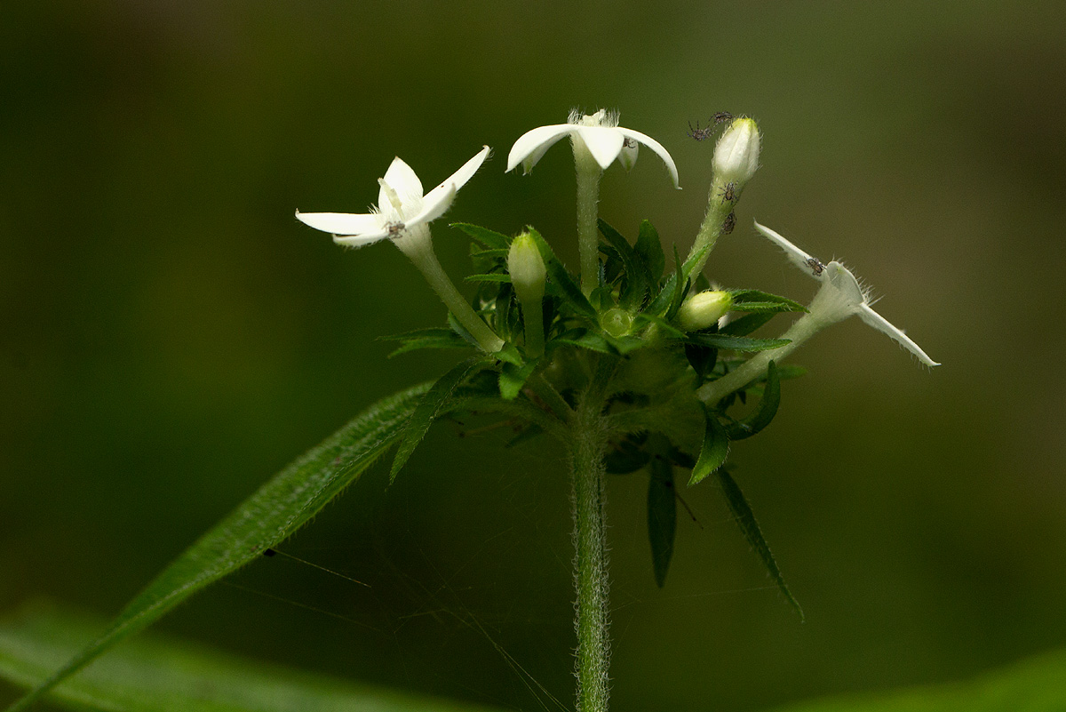 Pentas micrantha subsp. wyliei