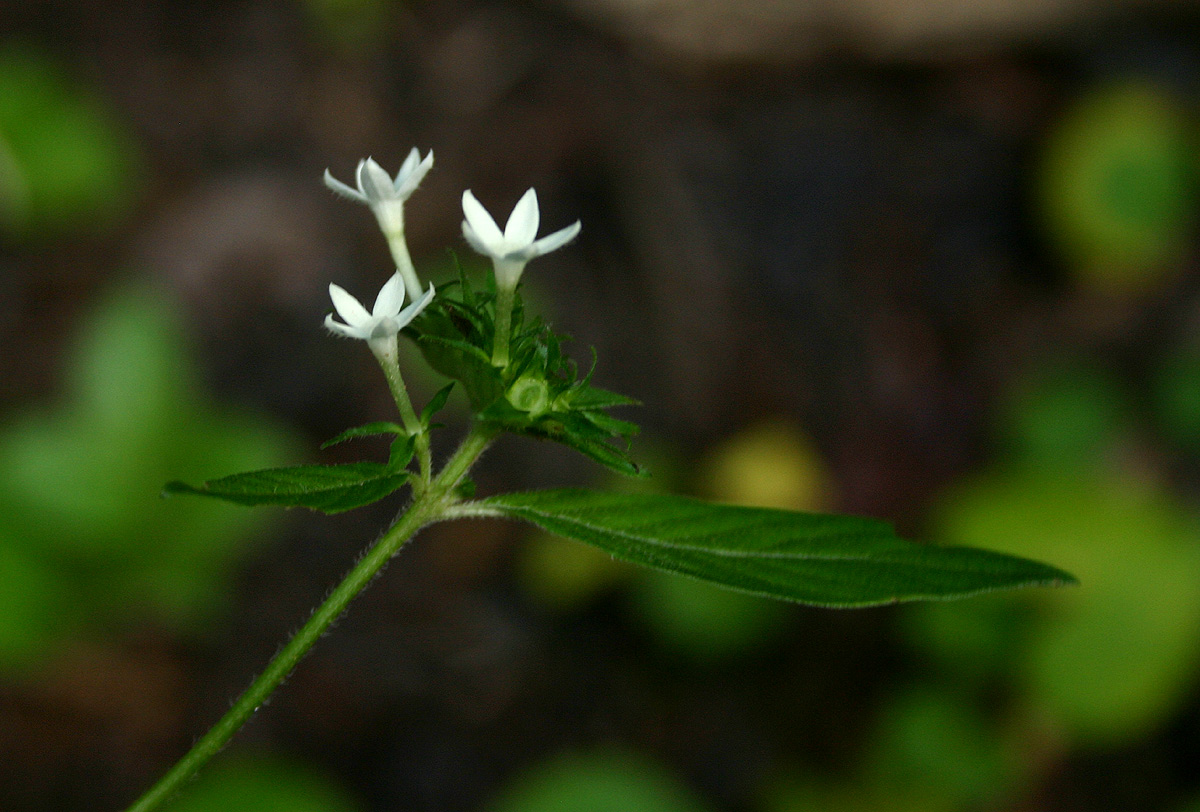 Pentas micrantha subsp. wyliei