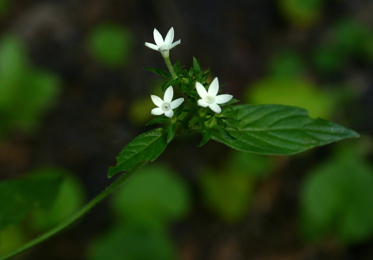 Pentas micrantha subsp. wyliei