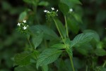 Pentas micrantha subsp. wyliei