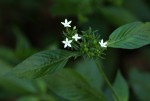 Pentas micrantha subsp. wyliei