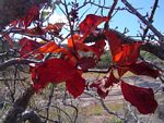 Hymenodictyon floribundum