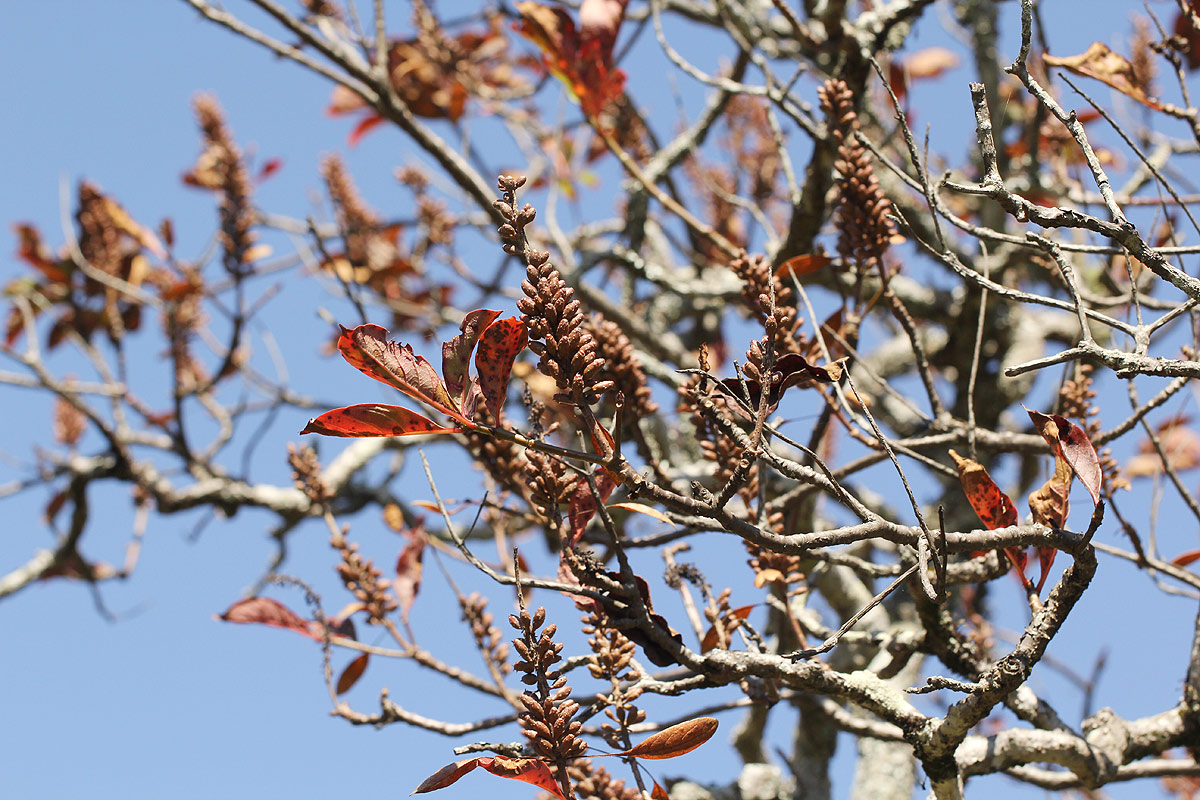 Hymenodictyon floribundum