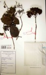 Crossopteryx febrifuga