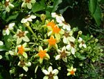 Mussaenda arcuata