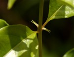 Mussaenda arcuata