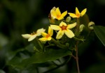 Mussaenda arcuata