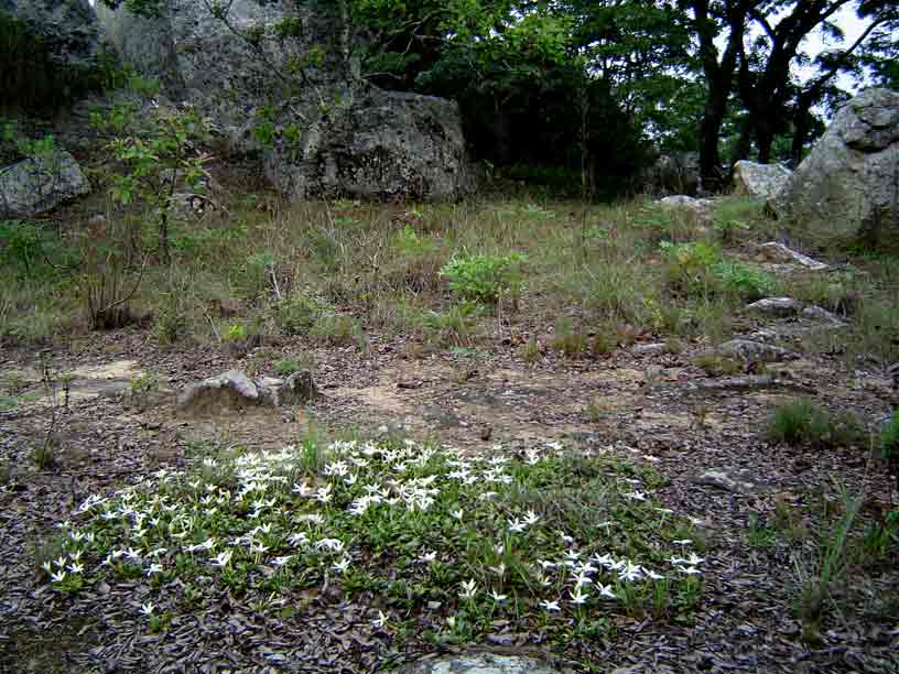 Leptactina benguelensis