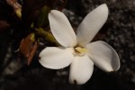 Leptactina benguelensis