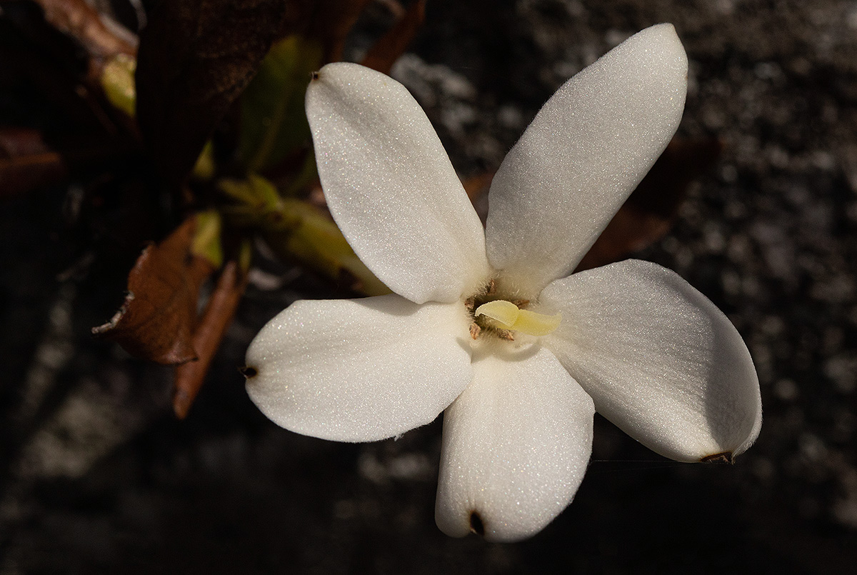 Leptactina benguelensis