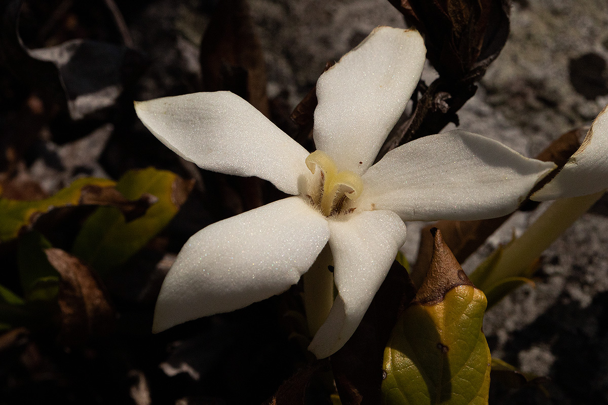 Leptactina benguelensis