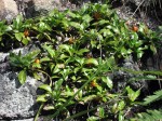 Leptactina benguelensis