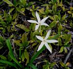 Leptactina benguelensis