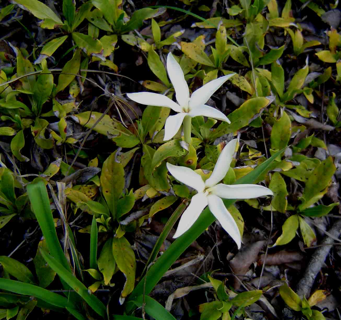 Leptactina benguelensis