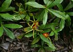 Leptactina benguelensis