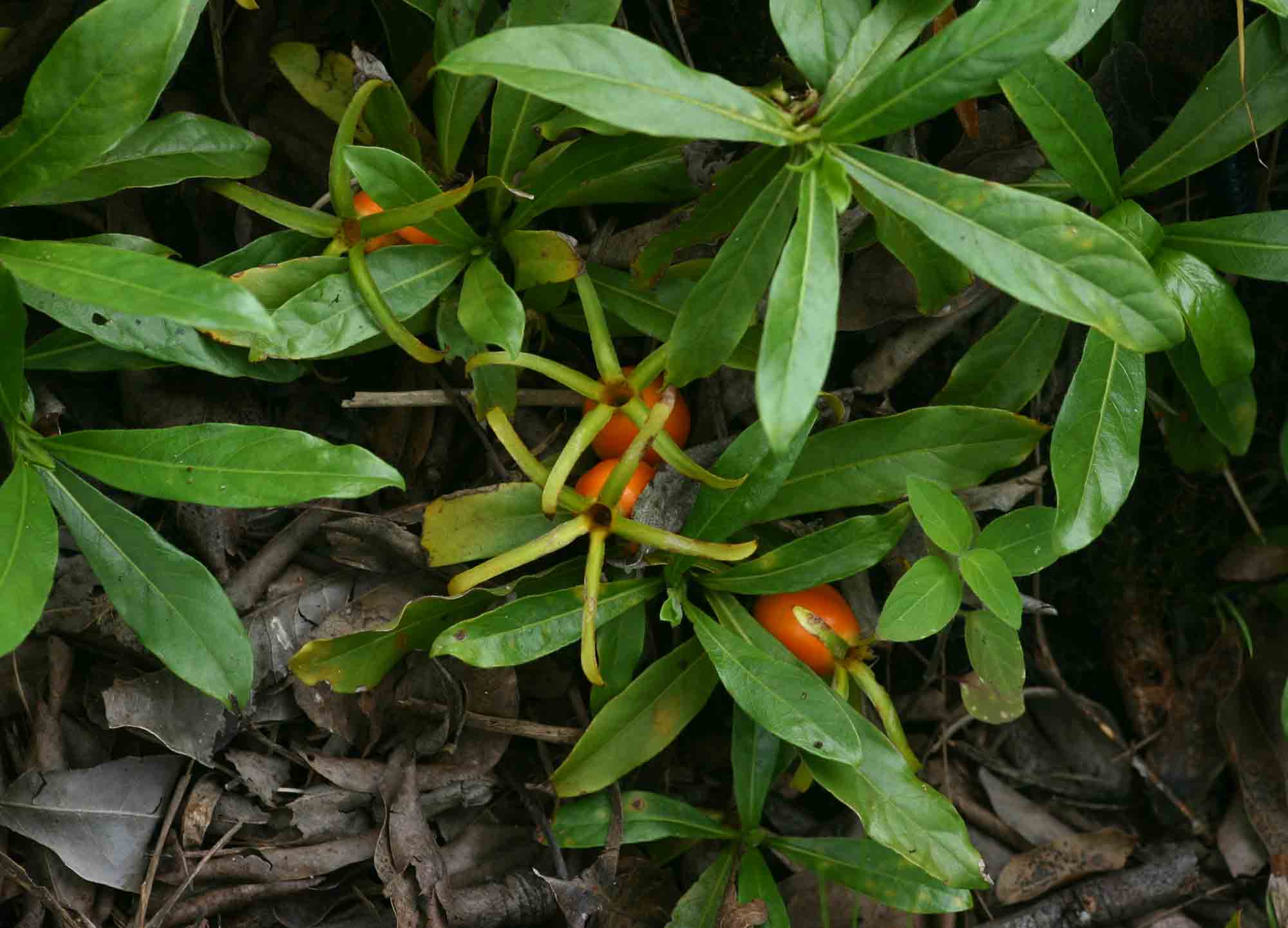 Leptactina benguelensis