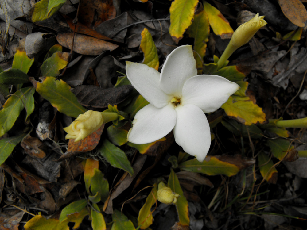 Leptactina benguelensis