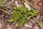Leptactina benguelensis