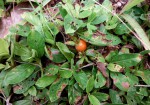 Leptactina benguelensis