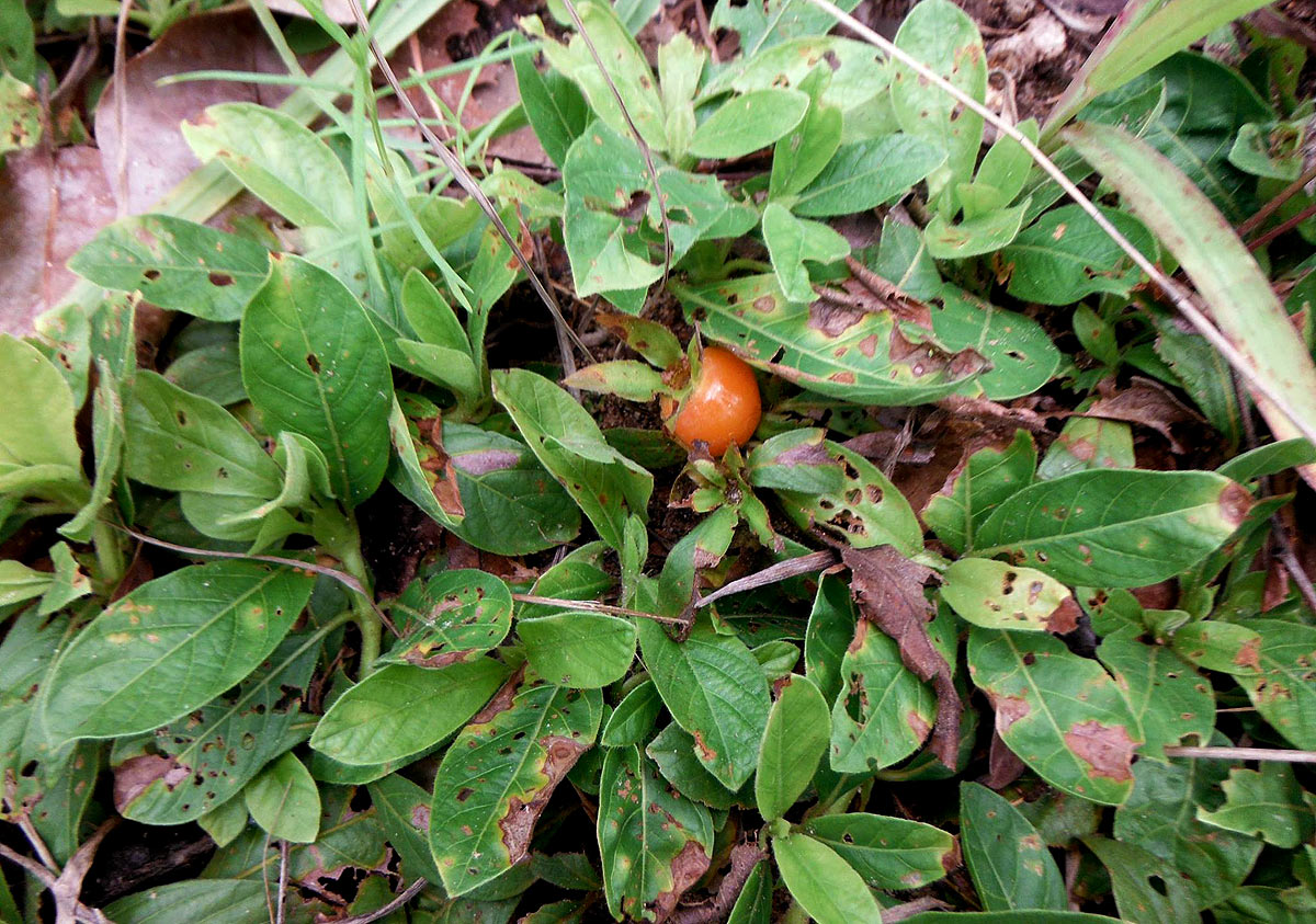 Leptactina benguelensis